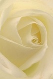 Drawn into the delicate heart of this cream-white rose, you are enveloped in a world of serenity and grace, as though standing in a sunlit Stanmore conservatory. The petals spiral gently, their texture light and soft-like fine silk gently catching the morning light near Whitchurch Lane. The gentle shadows and luminous folds add subtle drama and soothing depth, while the bouquet's mood is peaceful and reflective. For a Stanmore florist, this rose carries deep meaning: it's a pure symbol of reverence, making it perfect for conveying condolences, admiration, or marking the start of something new. There is an almost imperceptible sweet fragrance that brings comfort and hope, beautifully aligning with the natural artistry behind every floral creation delivered across Stanmore. This rose, photographed so intimately, expresses not just visual beauty but the heartfelt emotions and thoughtful craftsmanship that mark our signature arrangements.